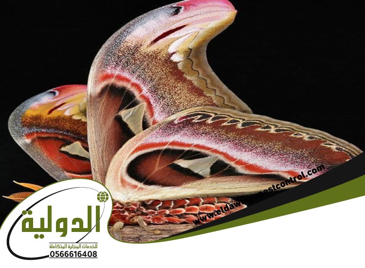 شركة مكافحة العته بالطائف 5 شركة مكافحة العته بالطائف