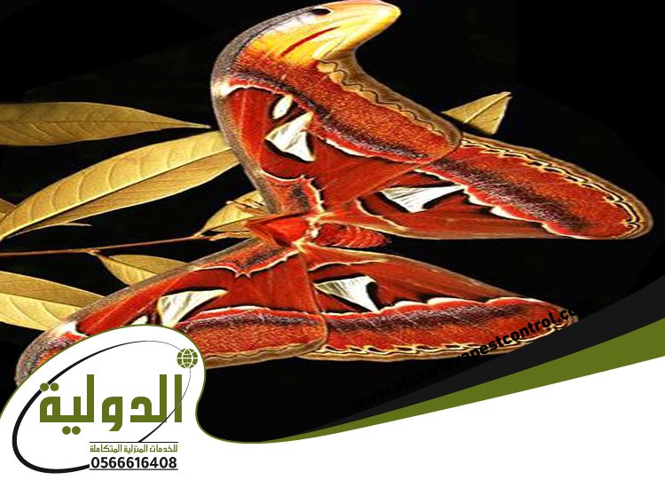 شركة مكافحة العته بالقنفذه 3 شركة مكافحة العته بالقنفذه