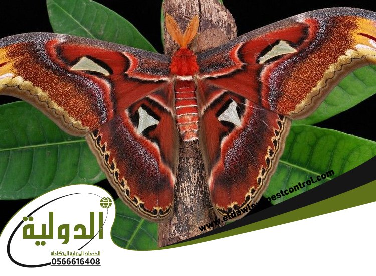 شركة مكافحة العته بالقنفذه 93 خدمات المملكة