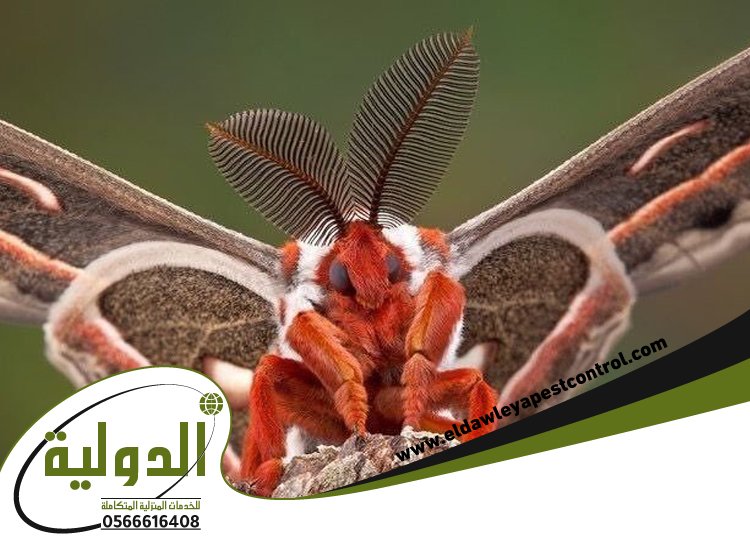 شركة مكافحة العته بالقنفذه 5 شركة مكافحة العته بالقنفذه