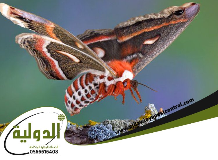 شركة مكافحة العته بالليث 89 خدمات المملكة