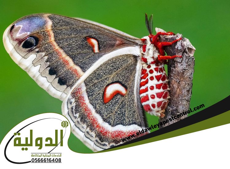 شركة مكافحة العته بالليث 4 شركة مكافحة العته بالليث