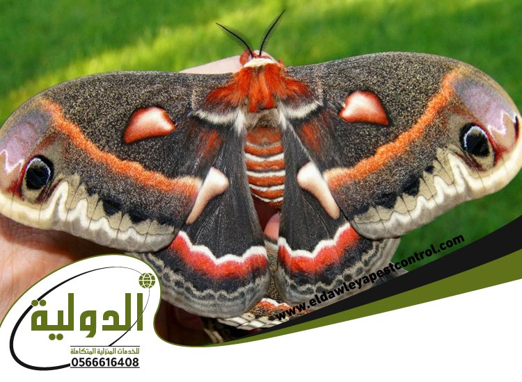 شركة مكافحة العته بالليث 5 شركة مكافحة العته بالليث