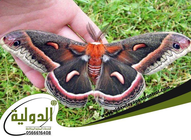 شركة مكافحة العته بخليص 85 خدمات المملكة