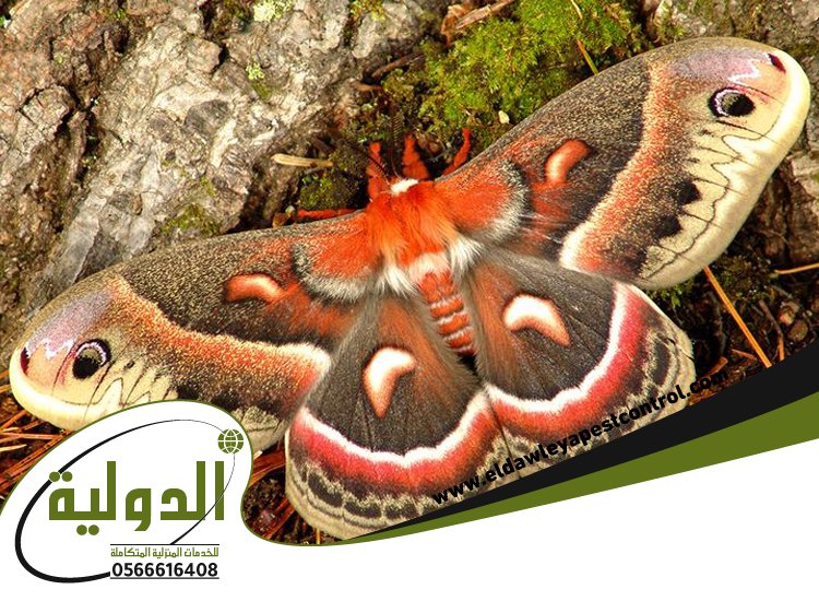 شركة مكافحة العته بخليص