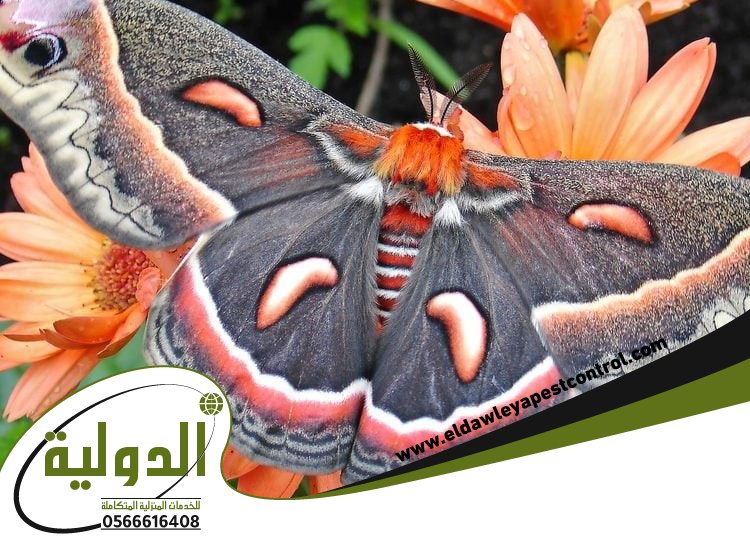 شركة مكافحة العته بخليص 4 شركة مكافحة العته بخليص