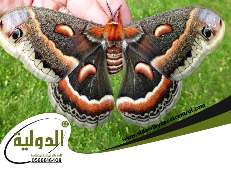 شركة مكافحة العته بخليص 5 شركة مكافحة العته بخليص