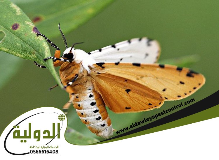 شركة مكافحة العته بجدة 13 شركة مكافحة العته بجدة