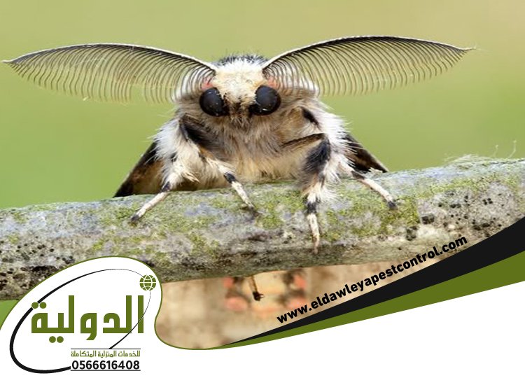 شركة مكافحة العته بجدة 4 شركة مكافحة العته بجدة