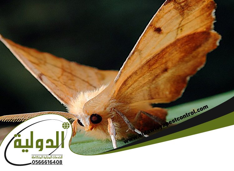 شركة مكافحة العته بجدة 5 شركة مكافحة العته بجدة