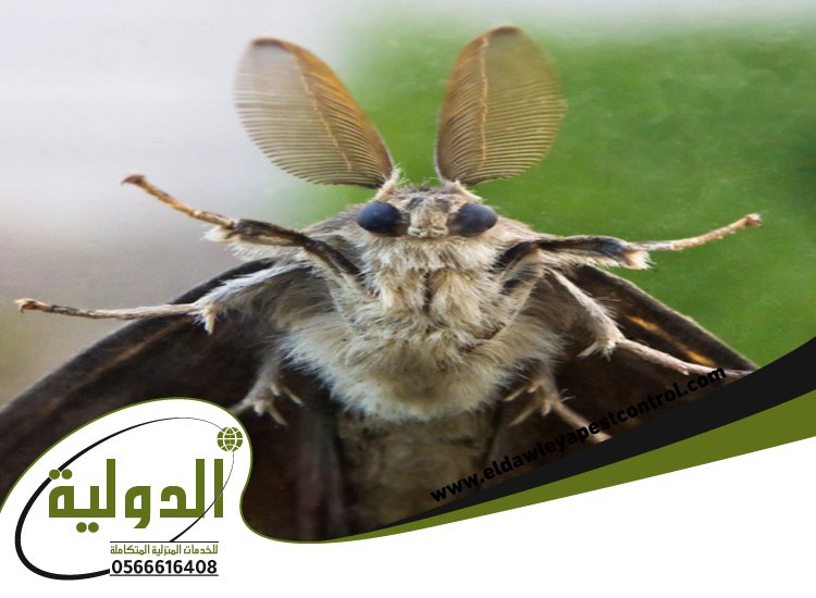 شركة مكافحة العته بجدة 3 شركة مكافحة العته بجدة