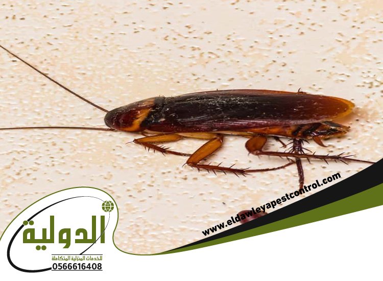 شركة مكافحة الصراصير بمكة 4 شركة مكافحة الصراصير بمكة