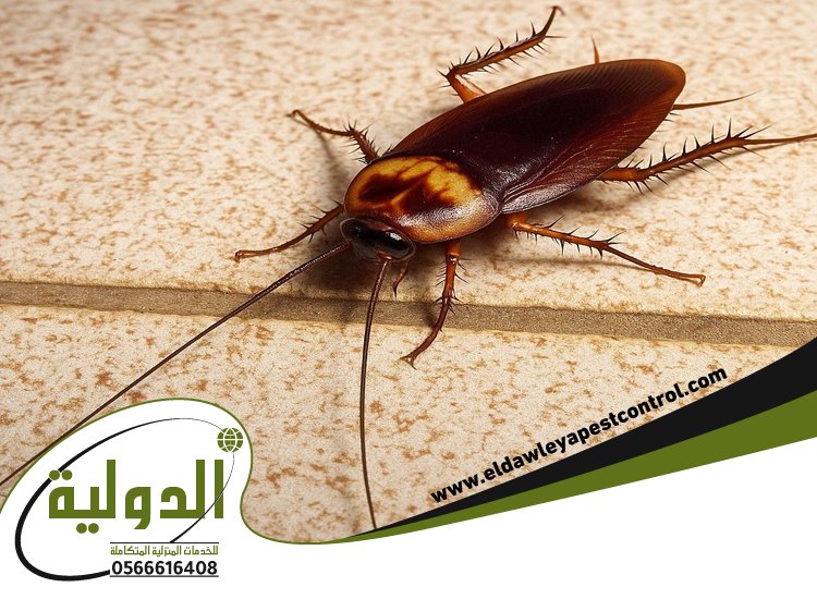 شركة مكافحة الصراصير بمكة 3 شركة مكافحة الصراصير بمكة