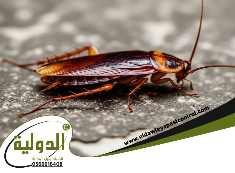 شركة مكافحة الصراصير بمكة 2 شركة مكافحة الصراصير بمكة