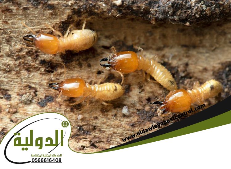 شركة مكافحة الارضة بالليث 2 شركة مكافحة الارضة بالليث