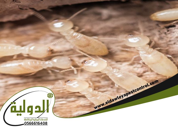 شركة مكافحة الارضة بالليث 4 شركة مكافحة الارضة بالليث