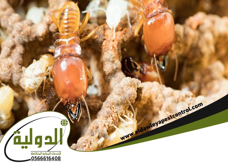 شركة مكافحة الارضة بعسفان 2 شركة مكافحة الارضة بعسفان