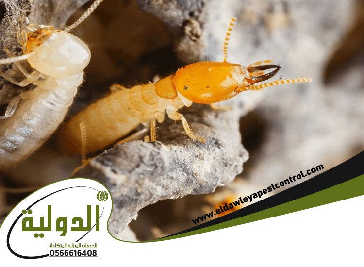 شركة مكافحة الارضة بعسفان 3 شركة مكافحة الارضة بعسفان