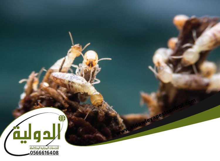 شركة مكافحة الارضة بعسفان 5 شركة مكافحة الارضة بعسفان