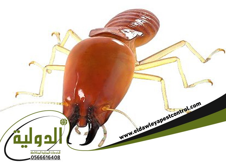 شركة مكافحة الارضة بالطائف 4 شركة مكافحة الارضة بالطائف