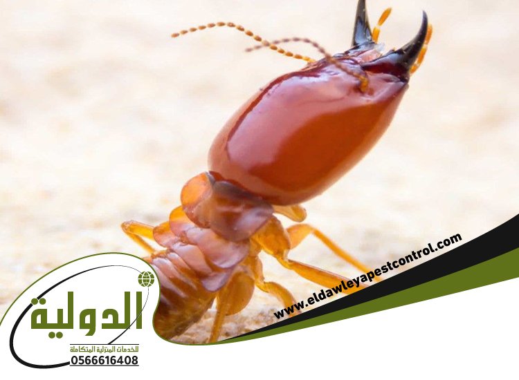 شركة مكافحة الارضة بالطائف 3 شركة مكافحة الارضة بالطائف