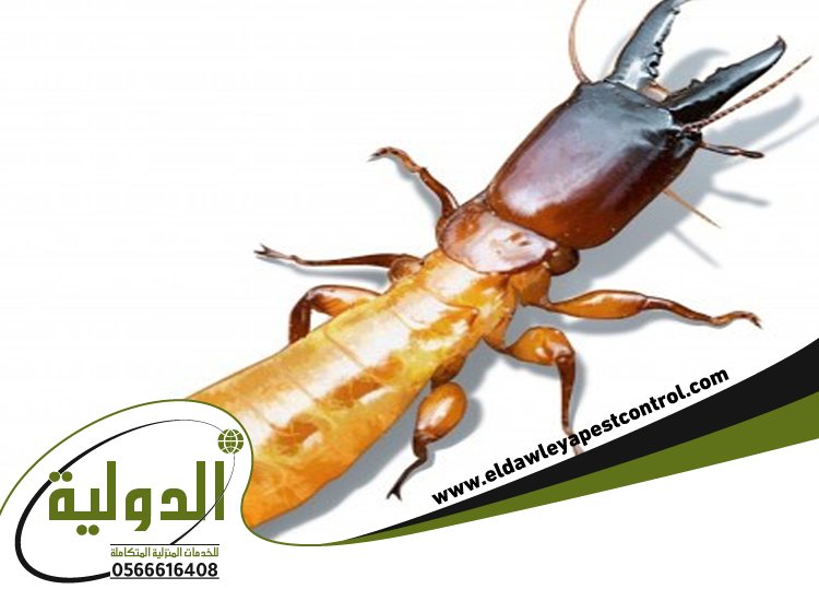 شركة مكافحة الارضة بالطائف 5 شركة مكافحة الارضة بالطائف