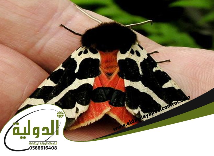 شركة مكافحة العته بعسفان 5 شركة مكافحة العته بعسفان