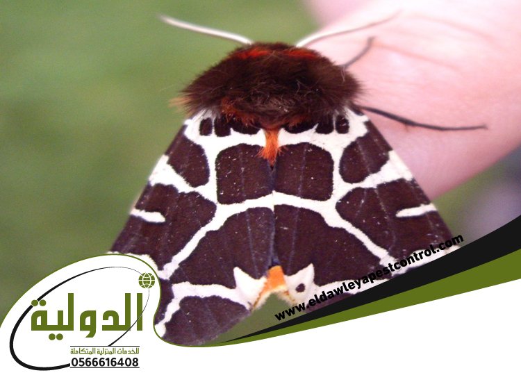 شركة مكافحة العته بعسفان 4 شركة مكافحة العته بعسفان