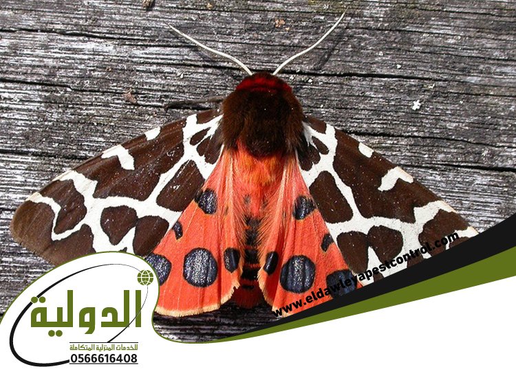 شركة مكافحة العته بعسفان