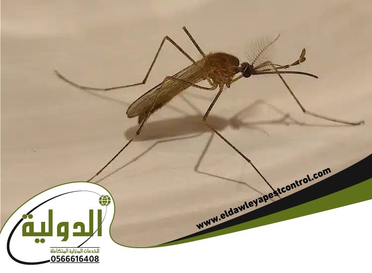 ارخص شركة مكافحة الناموس بجدة 5 ارخص شركة مكافحة الناموس بجدة