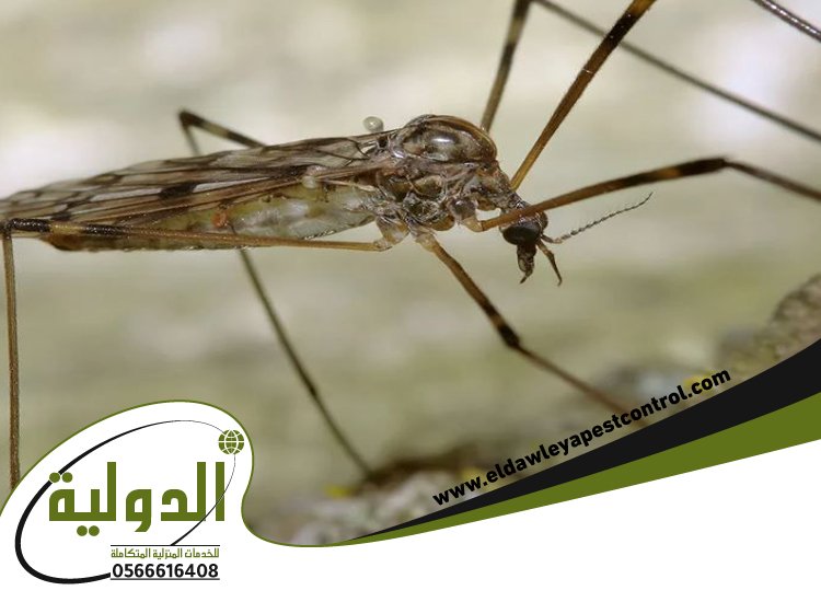 ارخص شركة مكافحة الناموس بجدة 4 ارخص شركة مكافحة الناموس بجدة