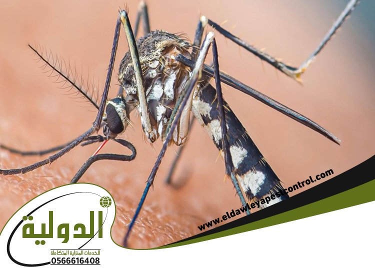 ارخص شركة مكافحة الناموس بجدة 1 ارخص شركة مكافحة الناموس بجدة