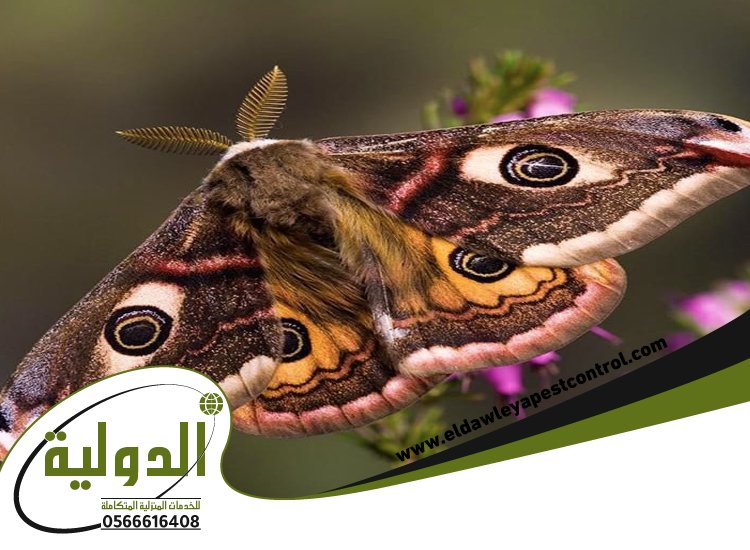 شركة مكافحة العته برابغ 2 شركة مكافحة العته برابغ