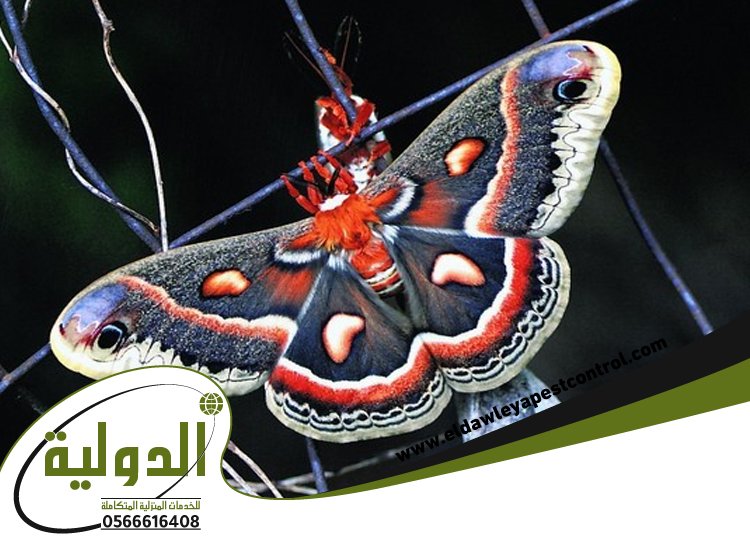 شركة مكافحة العته برابغ