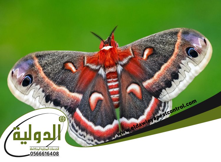 شركة مكافحة العته برابغ 4 شركة مكافحة العته برابغ