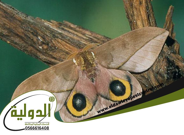 شركة مكافحة العته برابغ 5 شركة مكافحة العته برابغ