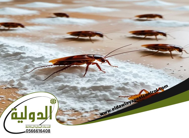 شركة مكافحة صراصير بخليص 3 شركة مكافحة صراصير بخليص