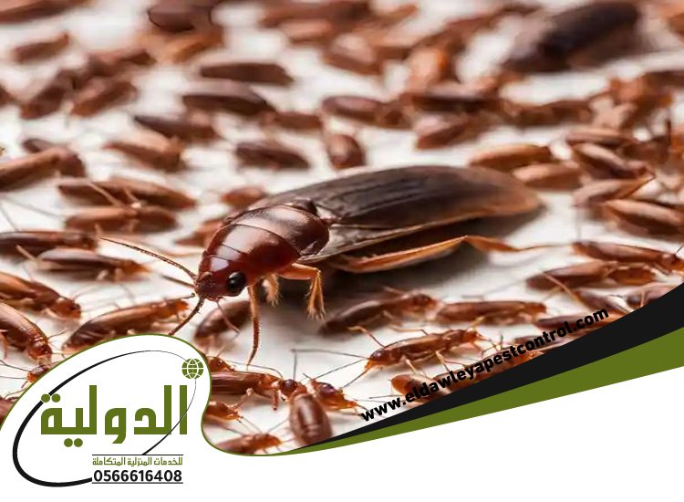 شركة مكافحة صراصير بخليص 5 شركة مكافحة صراصير بخليص