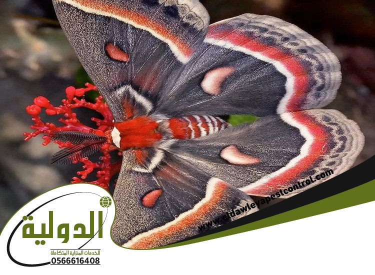 شركة مكافحة العته بلجرشي 4 شركة مكافحة العته بلجرشي