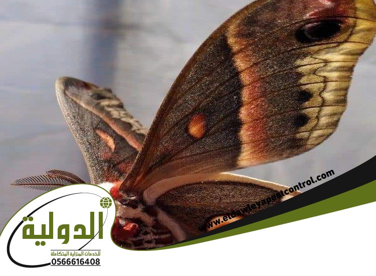 شركة مكافحة العته بلجرشي 5 شركة مكافحة العته بلجرشي