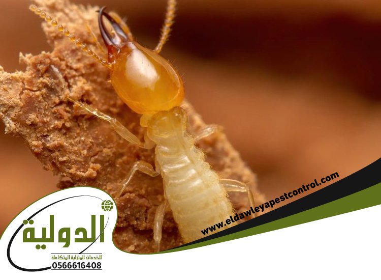 شركة مكافحة الارضة برابغ 50 خدمات المملكة