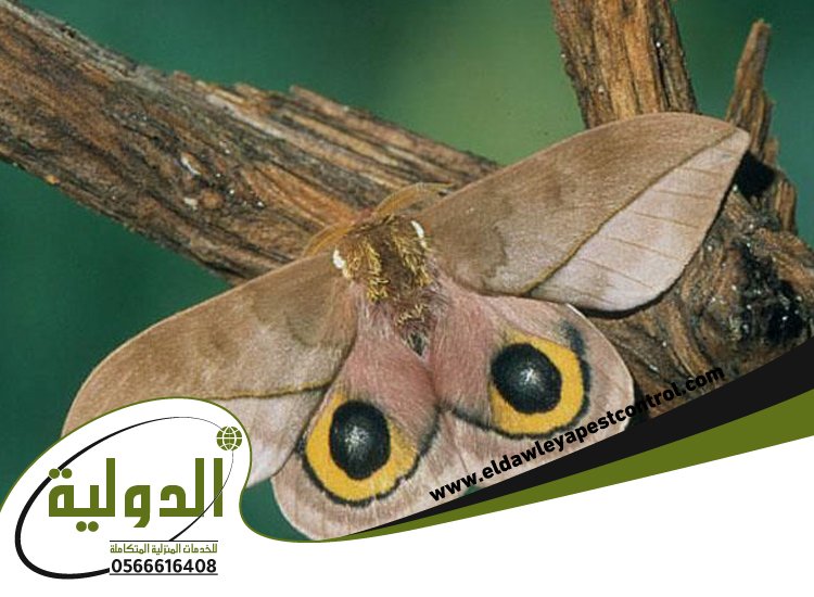 شركة مكافحة العتة بخليص 5 شركة مكافحة العتة بخليص
