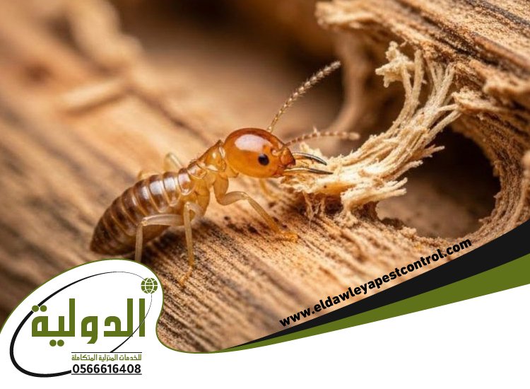 شركة مكافحة الارضة برابغ 3 شركة مكافحة الارضة برابغ