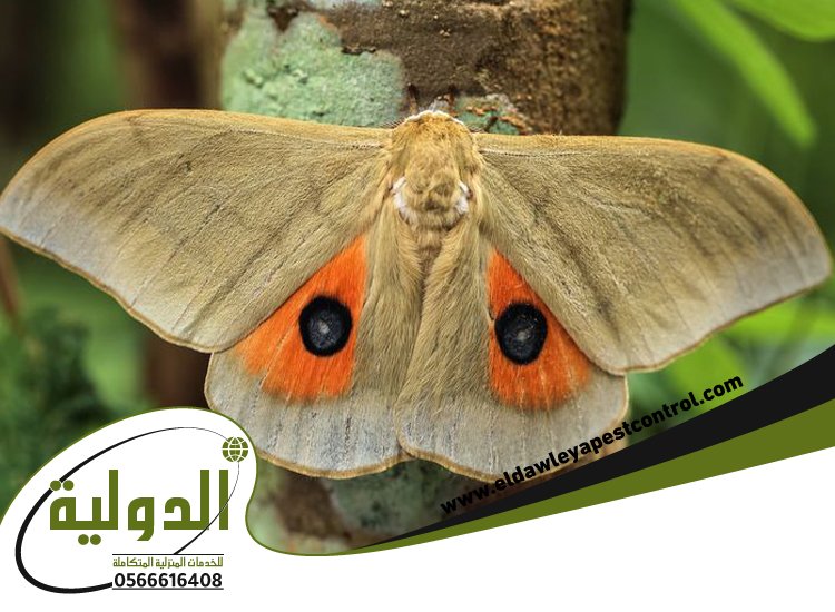 شركة مكافحة العتة بخليص 4 شركة مكافحة العتة بخليص