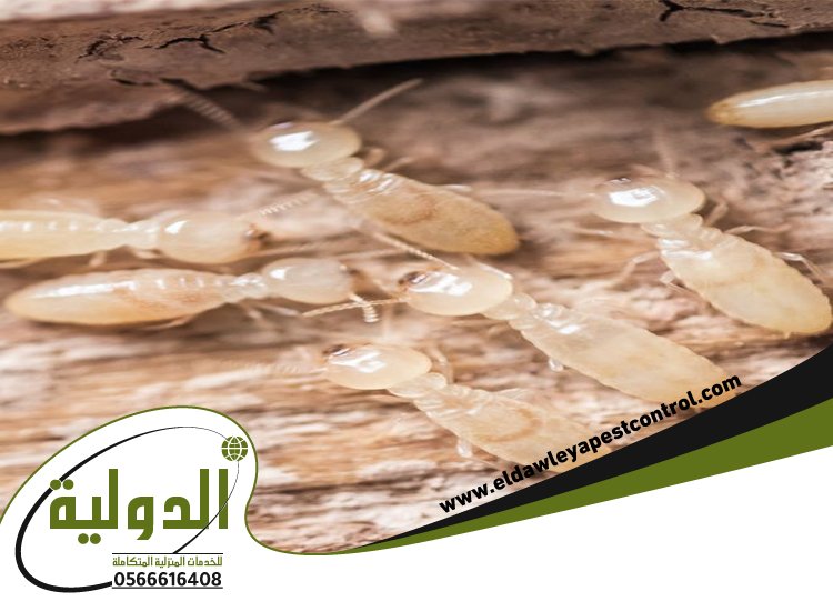 شركة مكافحة النمل الابيض بالطائف