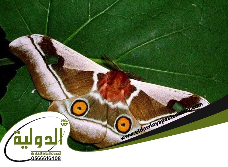 شركة مكافحة العتة بخليص 3 شركة مكافحة العتة بخليص