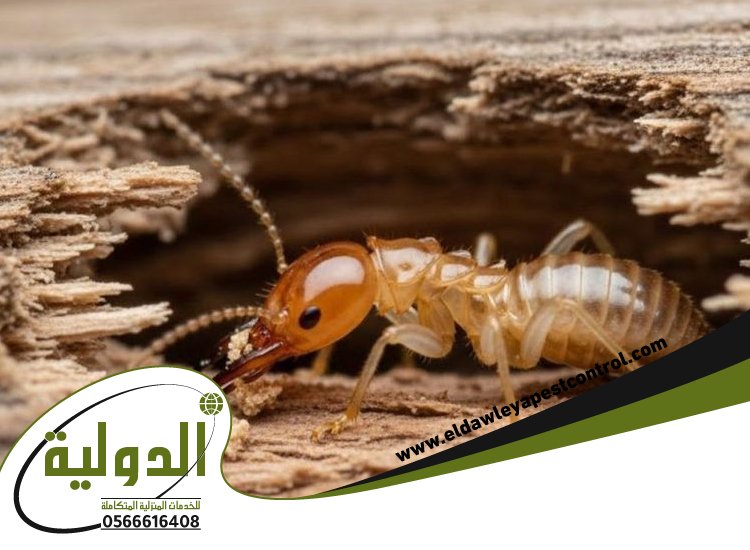 شركة مكافحة الارضة برابغ 5 شركة مكافحة الارضة برابغ