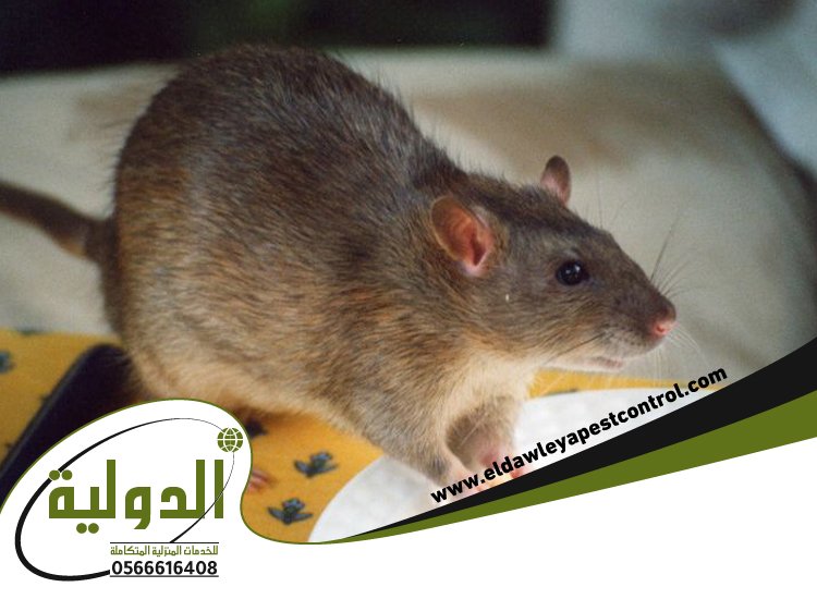 شركة مكافحة فئران برابغ 1