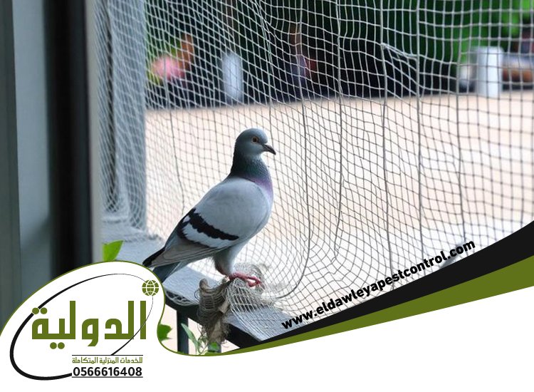 شركة مكافحة الحمام بمكة 2 شركة مكافحة الحمام بمكة