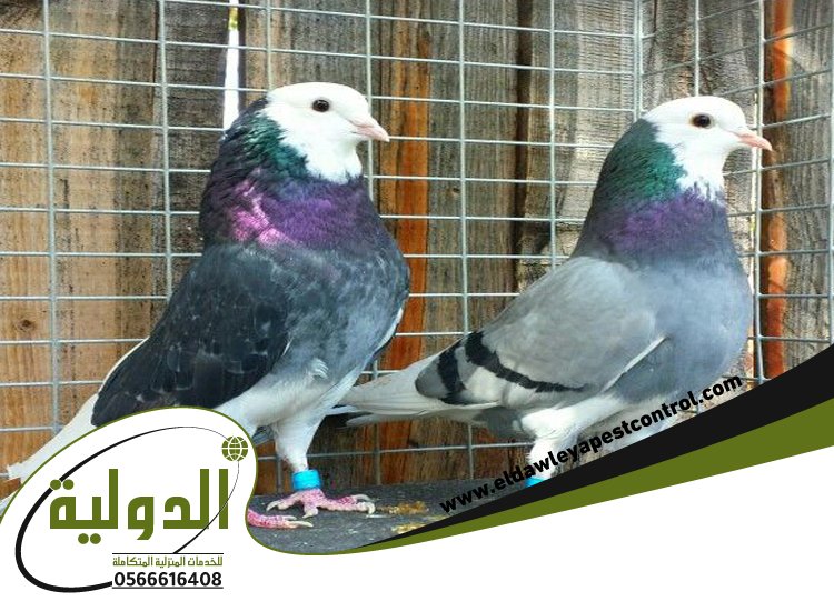 شركة مكافحة الحمام بمكة 3 شركة مكافحة الحمام بمكة